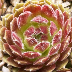 Sempervivum - Dachwurz - Hauswurz